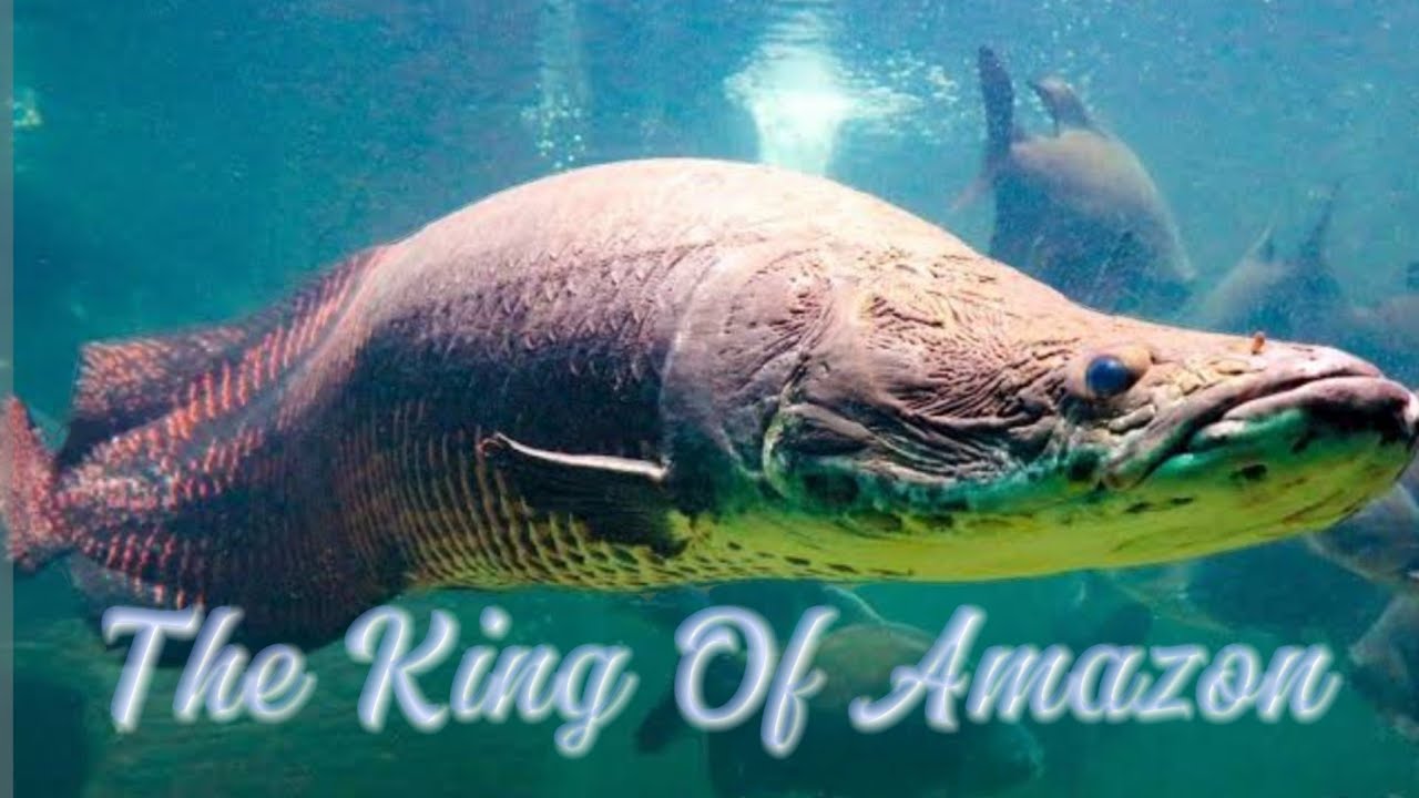 Arapaima The King of Amazon