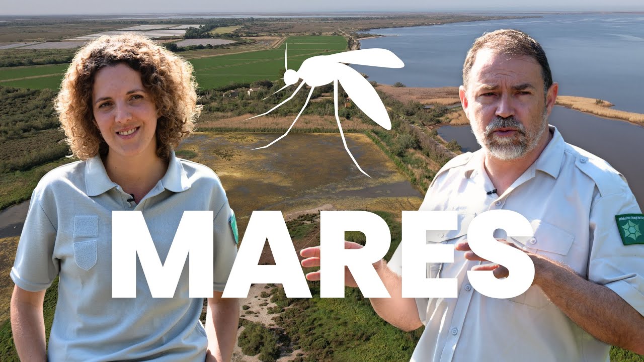 FAITES DES MARES ! 🐸 (En Camargue avec la SNPN)