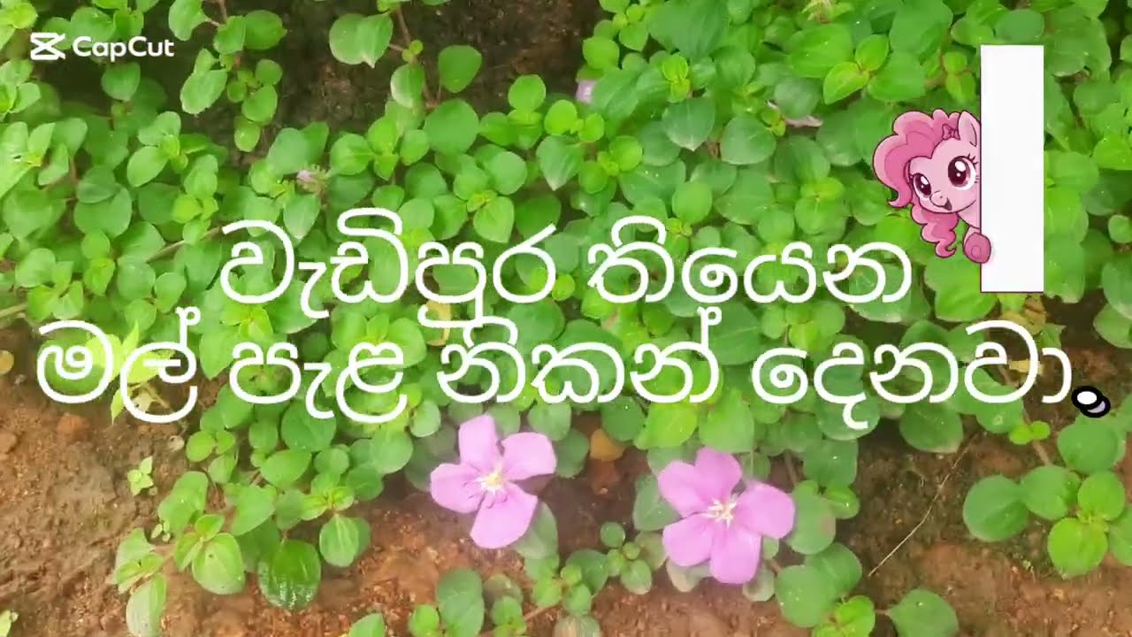 මල් පැල දන්සැල subscribe කරල තියාගන්න මුලින්ම ඉල්ලන අයටයි chance එක.