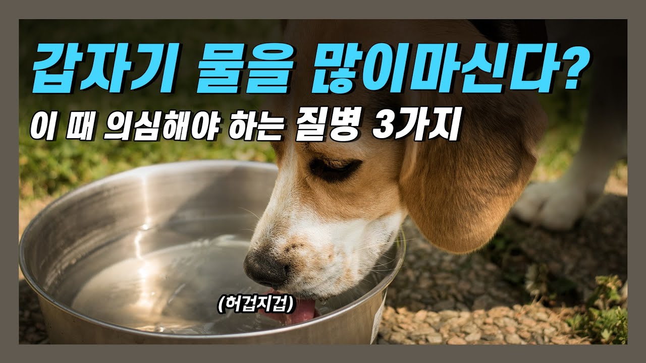 우리 반려견이 갑자기 물을 많이 마신다면 의심해야 하는 질병 3가지 [우리동네수의사]