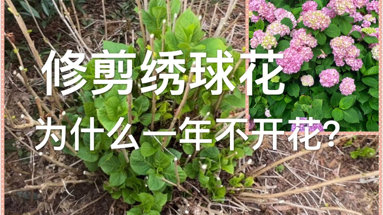 春天怎样修剪绣球花 为什么有时候整年不开花？How to Prune Hydrangeas in Early Spring？ Why Sometimes Hydrangeas Don't Bloom?