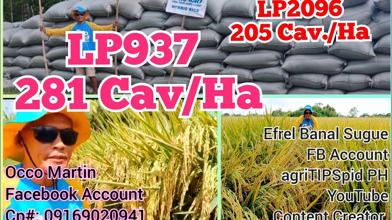 281 Cavans Per Hectare LP937| 205 Cavans Per Hectare LP2096| Protocol PM/DM