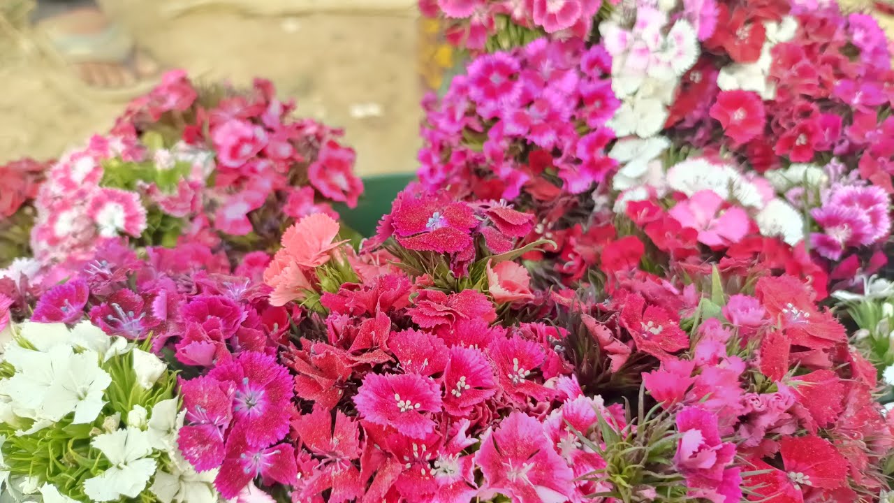 फूलों की बहुत ही सुंदर खेती