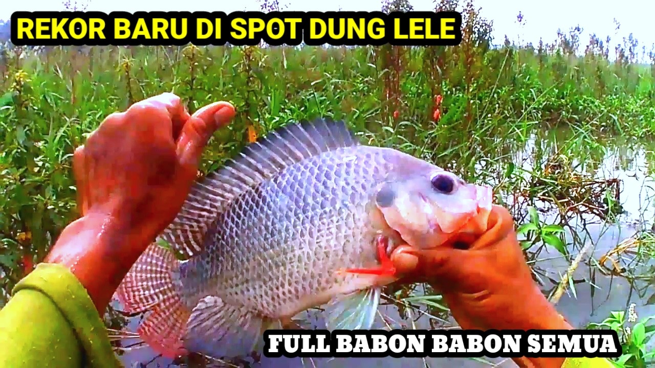 REKOR PRIBADI SAYA TAHUN 2026 DI SPOT DUNG LELE BOJONEGORO❗mancing nila waduk pacal