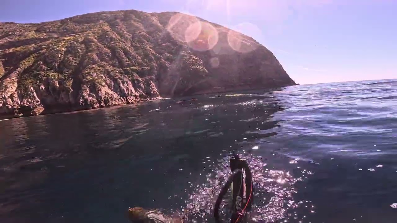 Catalina Island Diving/Spearfishing at its Best