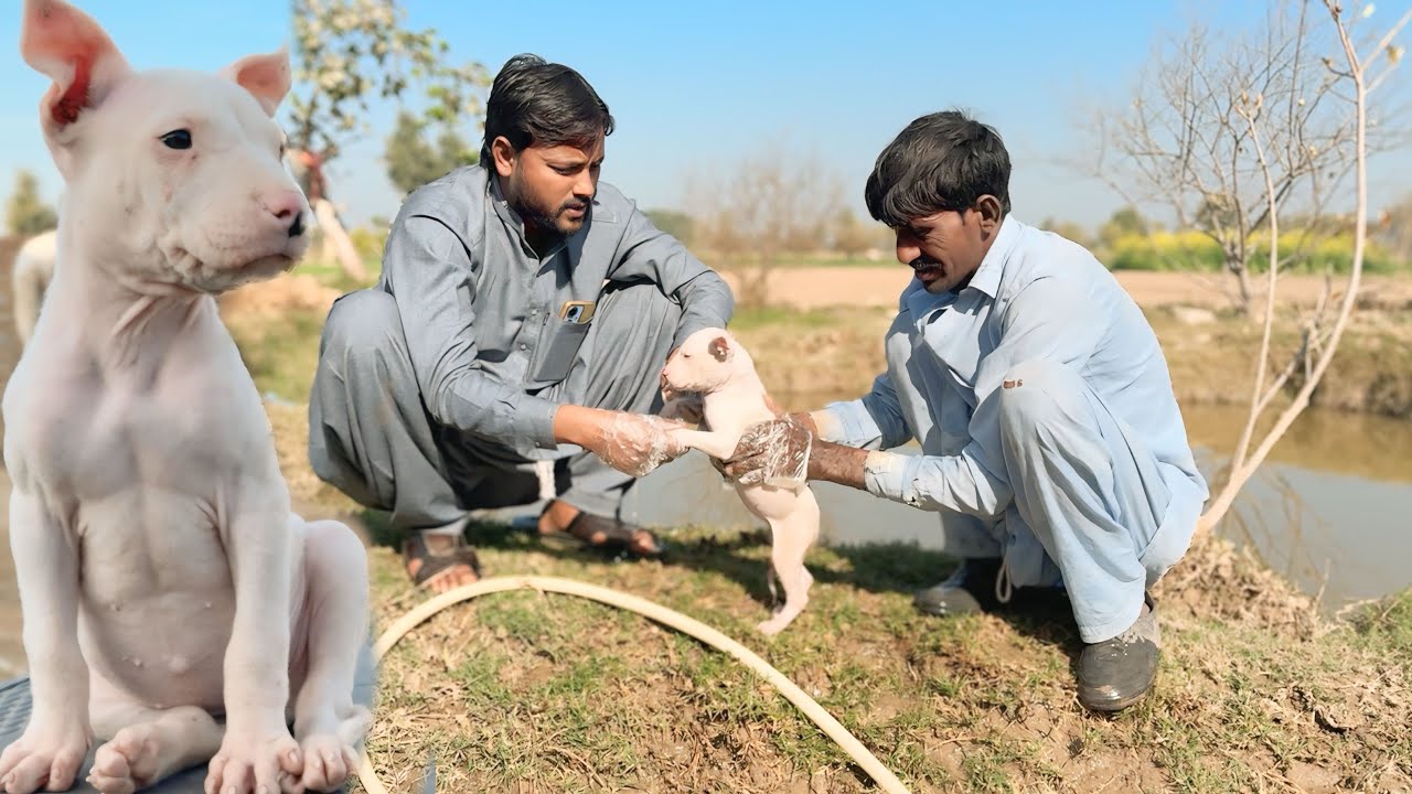 Gultair Puppy Ne Dere Ki Ronak Barha Di