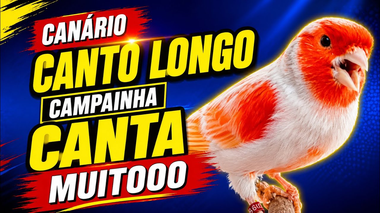 CANTO CAMPAINHA longo de CANÁRIO para ENSINAR filhotes