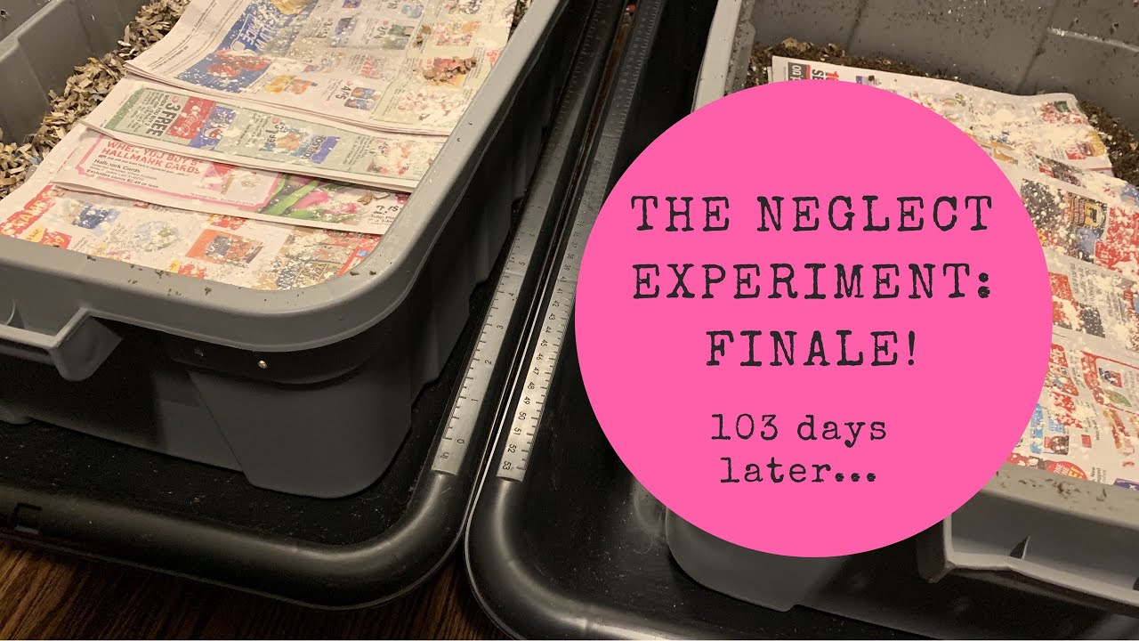 The Neglect Experiment: What Happened When We Left 2 Bins of Worms for 103 days...