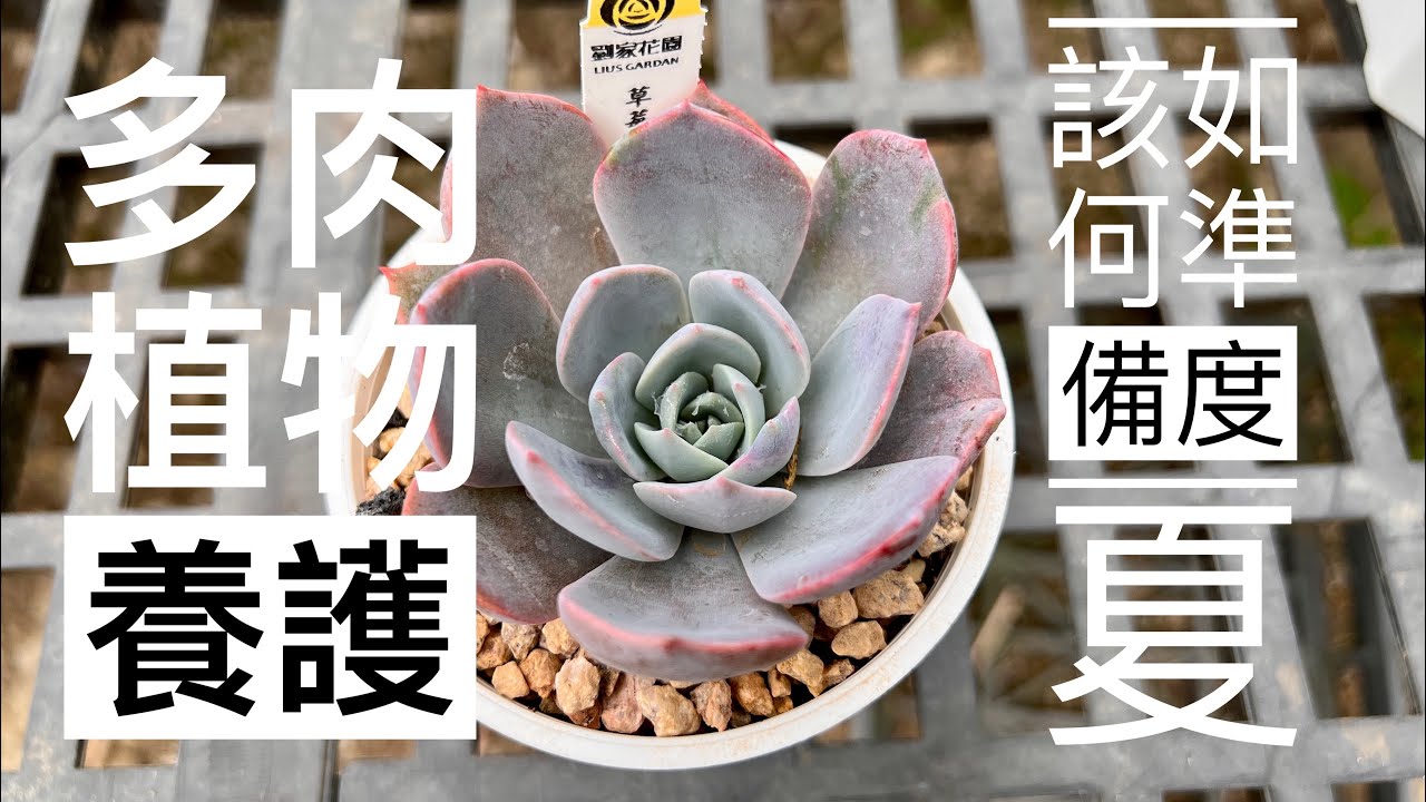 劉家花園—多肉植物養護基礎| 該如果準備度夏｜台灣多肉植物度夏的養護注意事項（字幕沒對好，大家可以看新上傳的😅