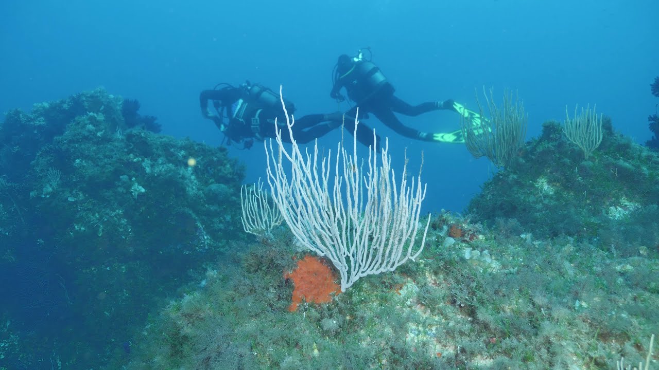 Porquerolles dive