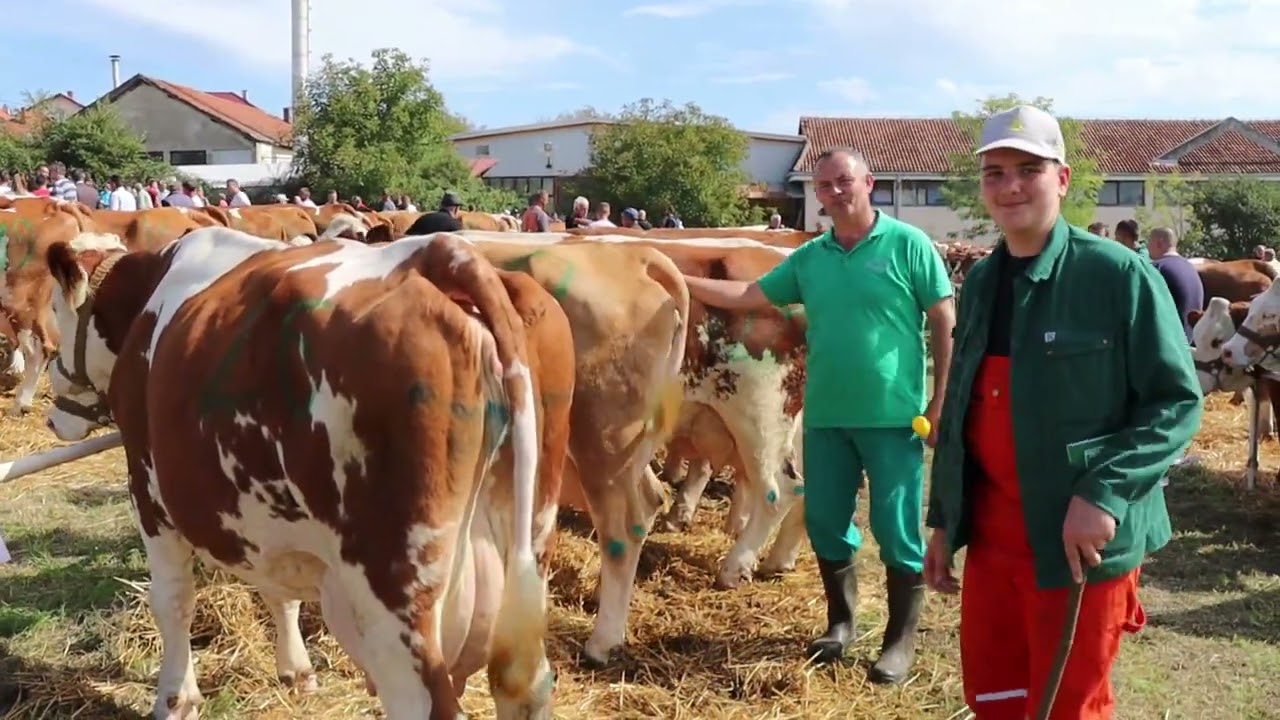 Ko je šampion? Izložba krava simentalske rase u Lajkovcu
