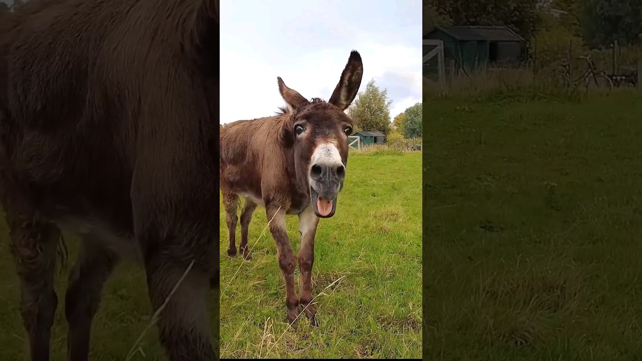 SONIDO DE ASNO BURRO 🫏 #asno #burro #sonido #animales