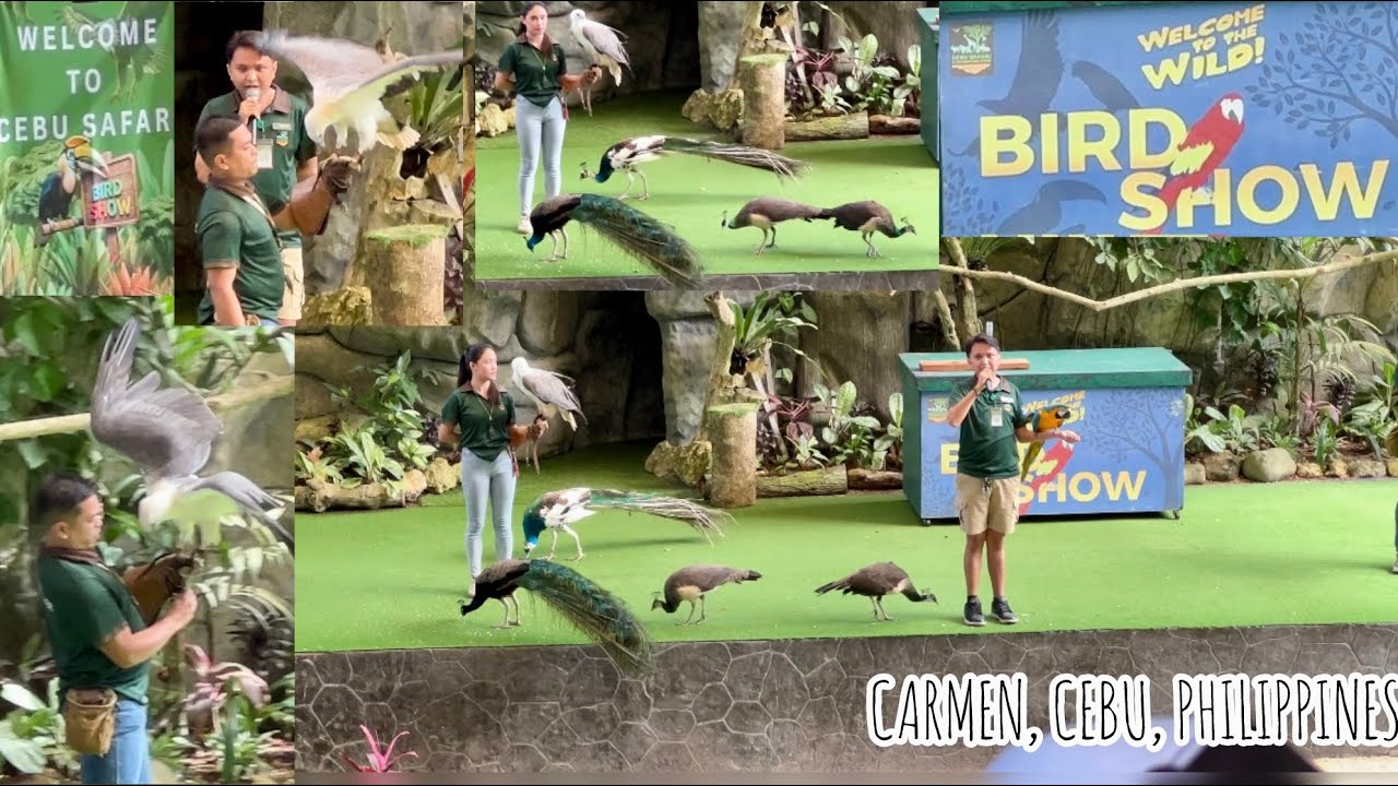 GRAND FINALLE BIRD SHOW/ WELCOME TO THE WILD/ CEBU SAFARI & ADVENTURE #birds #birdshow #cebuph 
