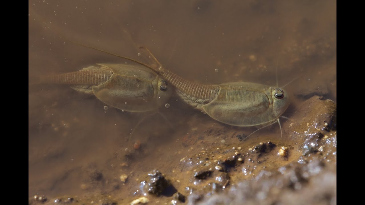 Triops In Hawaii !