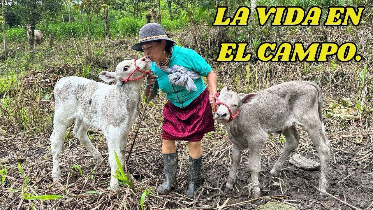 Pario mi  VAQUITA  dos terneros y prepare  CALOSTRO- MARIA CHULLA HUEVO