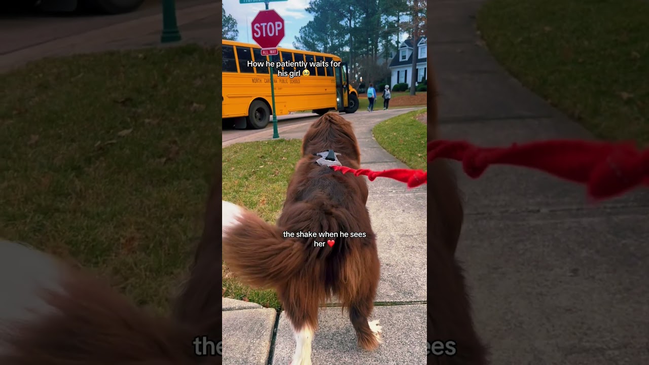 That moment 🥹❤️ #shorts #newfoundlanddog