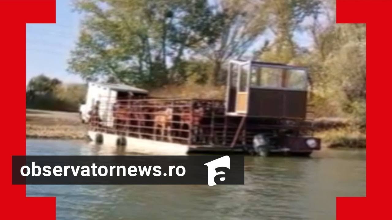 Carnea de vită din unele magazine ar proveni de la caii din Deltă, tăiați ilegal. Acuzații grave