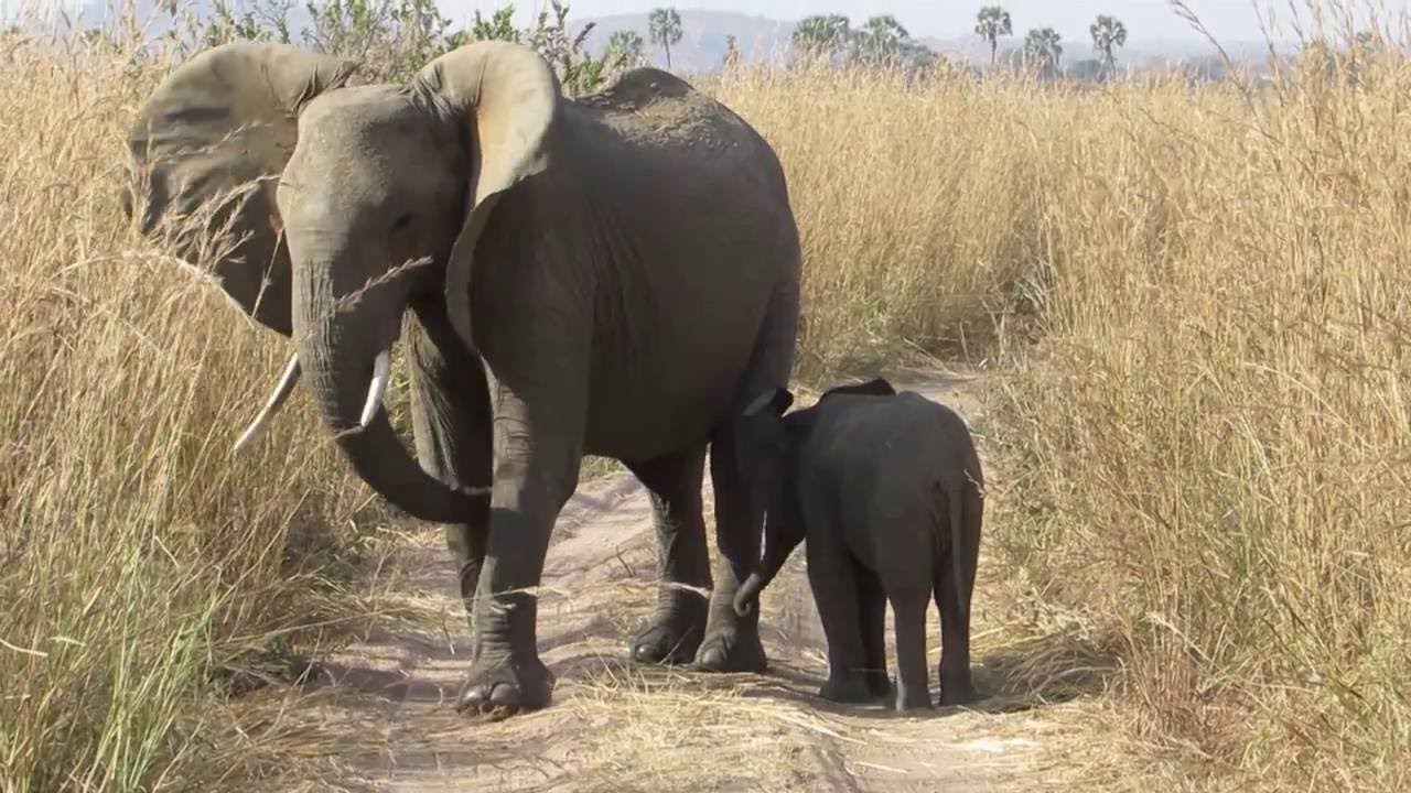 Ruaha National Park - Tanzania
