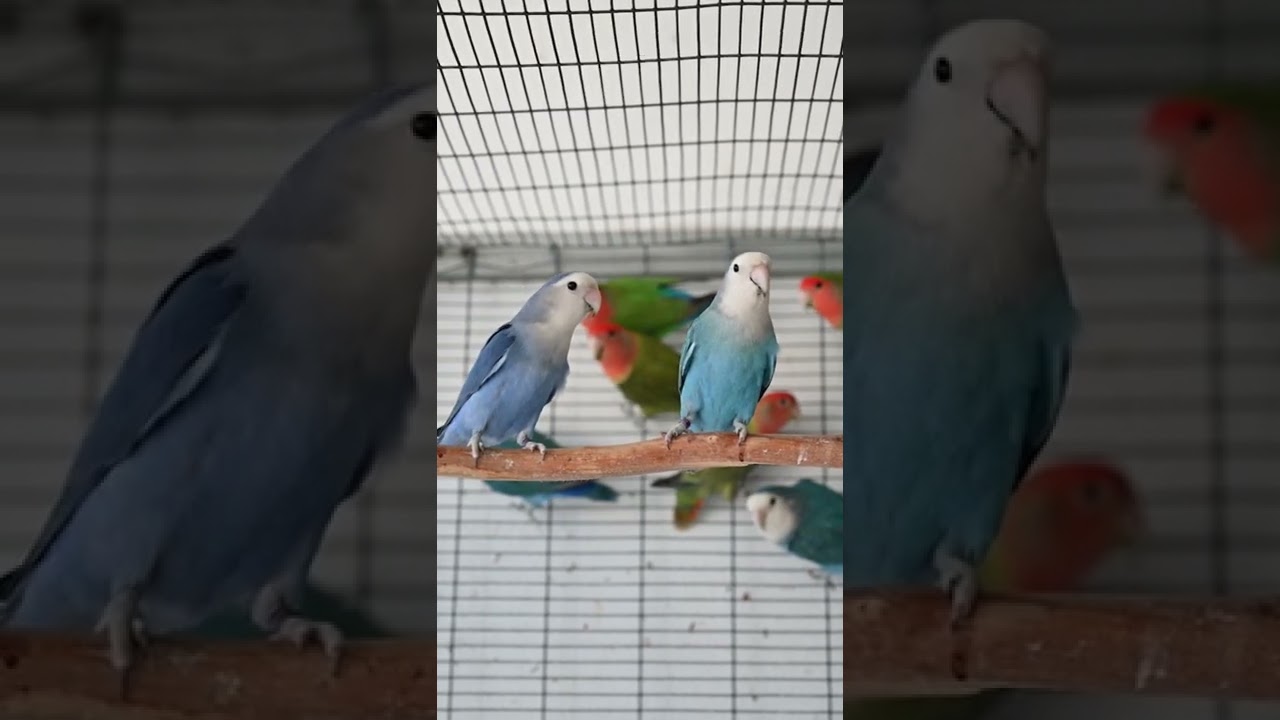 Blue Agapornis roseicollis #lovebirds