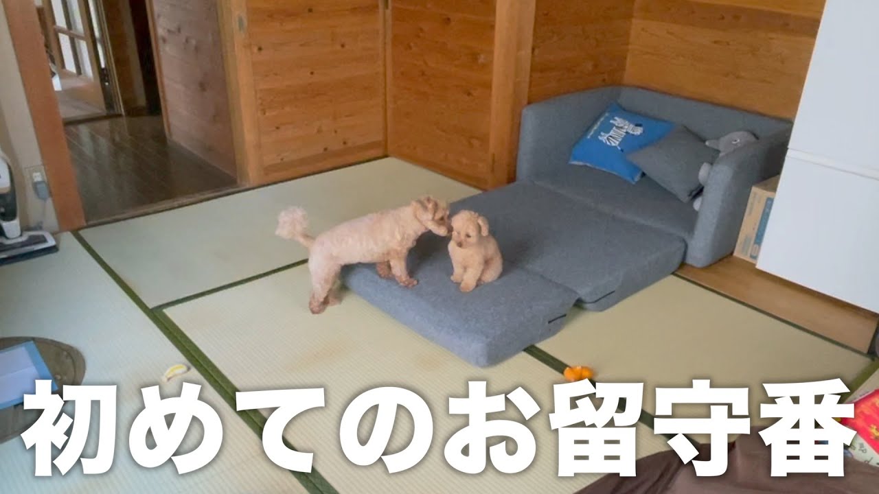 姉妹犬の初お留守番を隠し撮りしてみたら…健気すぎる姿に涙出た