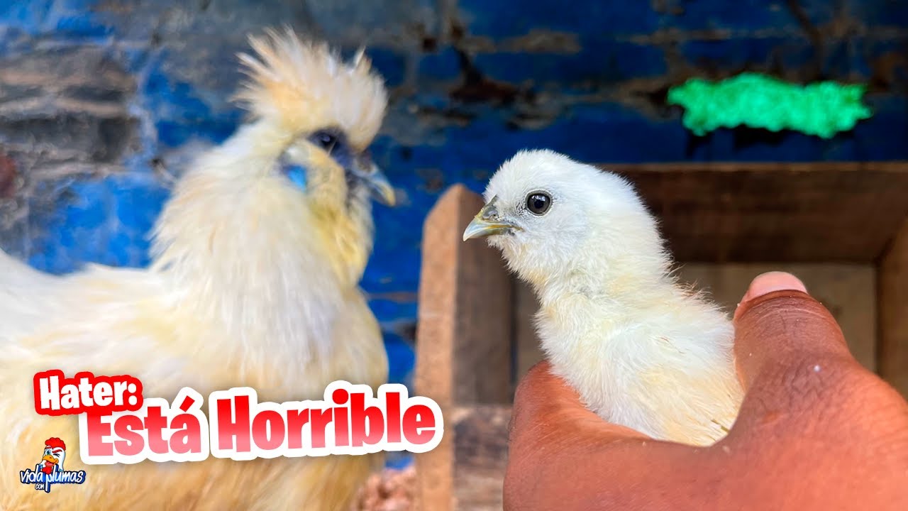 Qué Pasó con los Huevos de los Sedosos? Perdimos al Fino 😔 Contesto a Hater