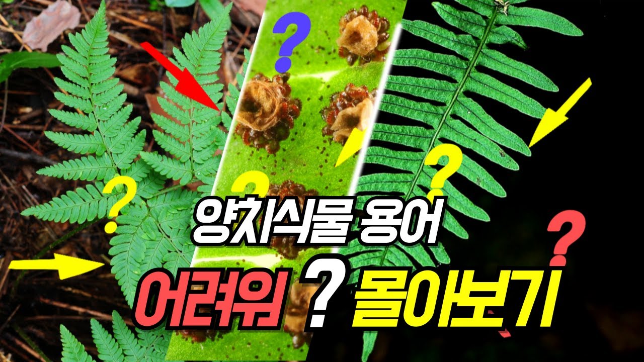 퍼니의 양치식물, 양치식물 용어 어려워? 몰아보기
