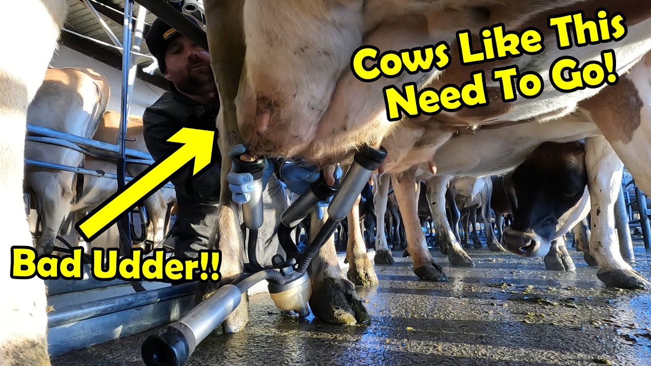 I Need To Off Load Cows Fast!! Picking Cull cows From The Herd