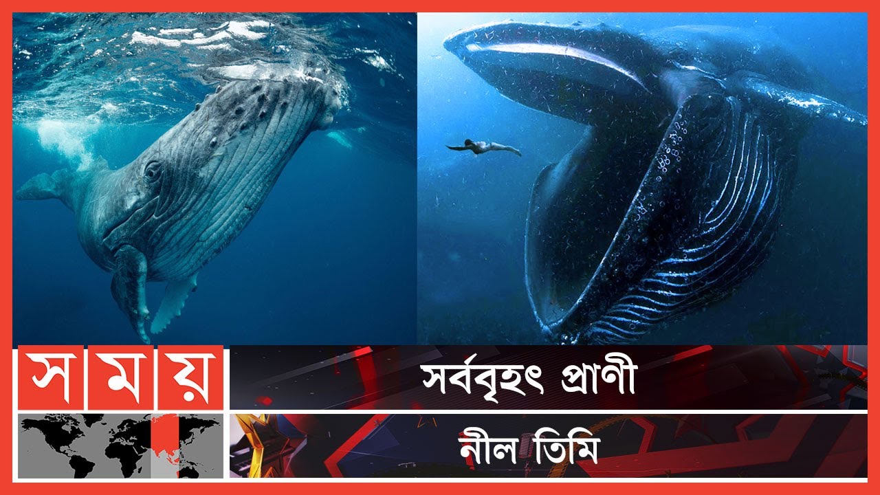 নীল তিমির মল দিয়ে তৈরি হয় সুগন্ধি | Blue Whale | Somoy Entertainment | Largest Animal