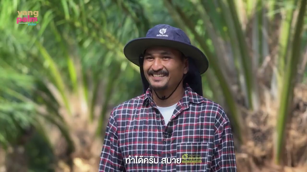 สวนปาล์มน้ำมันซีพีไอ ไฮบริด อ.บางสะพาน จ.ประจวบคีรีขันธ์