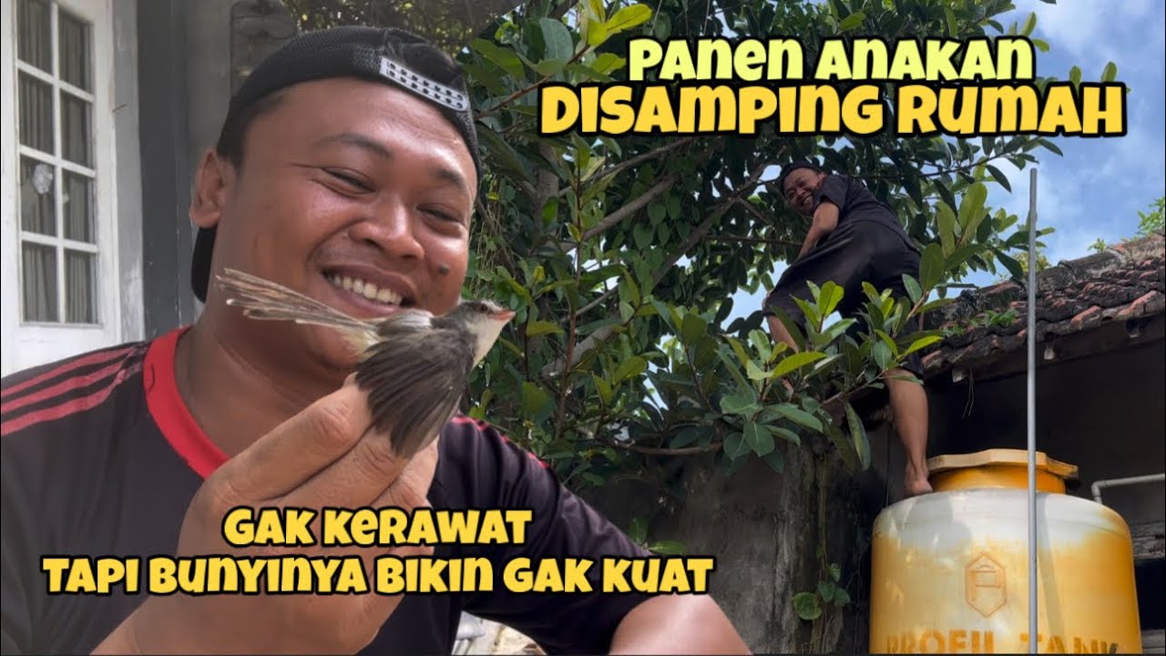 Ciwah Sudah 8 bulan‼️ Gacor parah, birahi meningkat. Bahagia sekali gais 😁