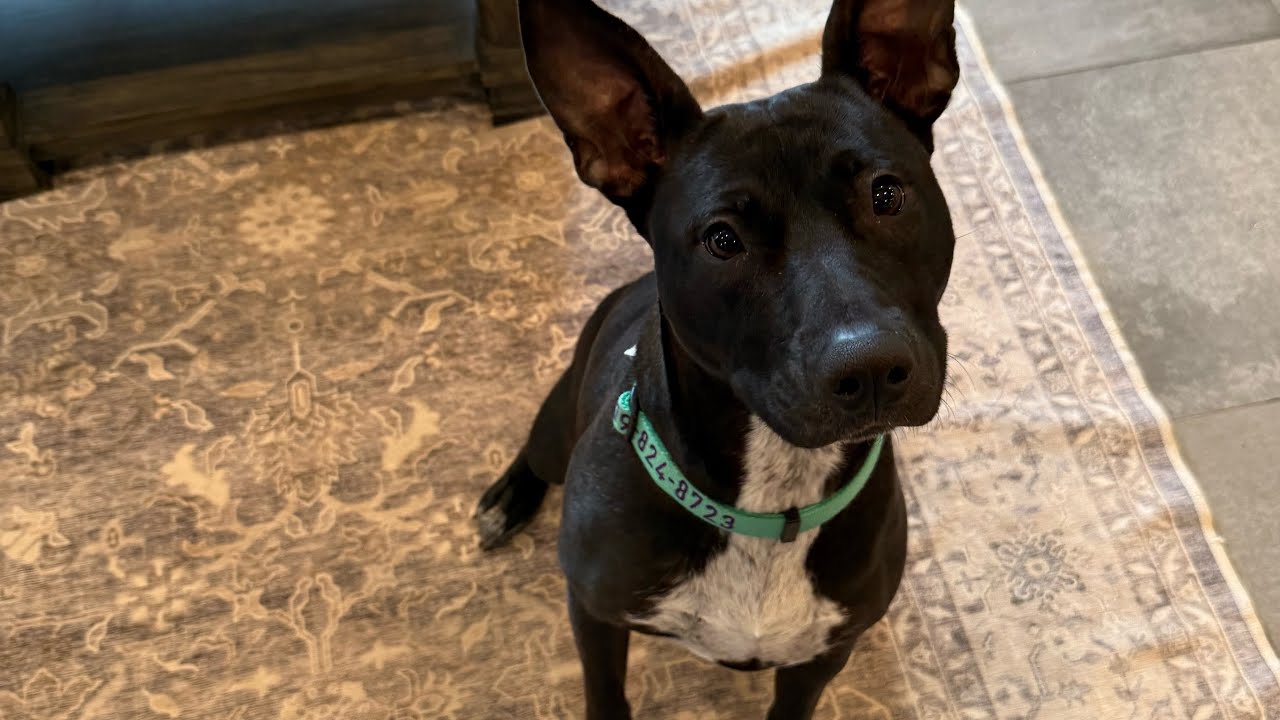 Blu - Pitbull Mix Training 