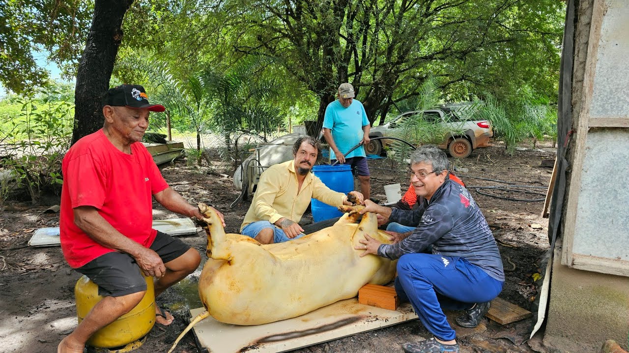 RENDEU QUANTO DE BANHA? Abatemos o porco mais gordo da fazenda (150 kg).