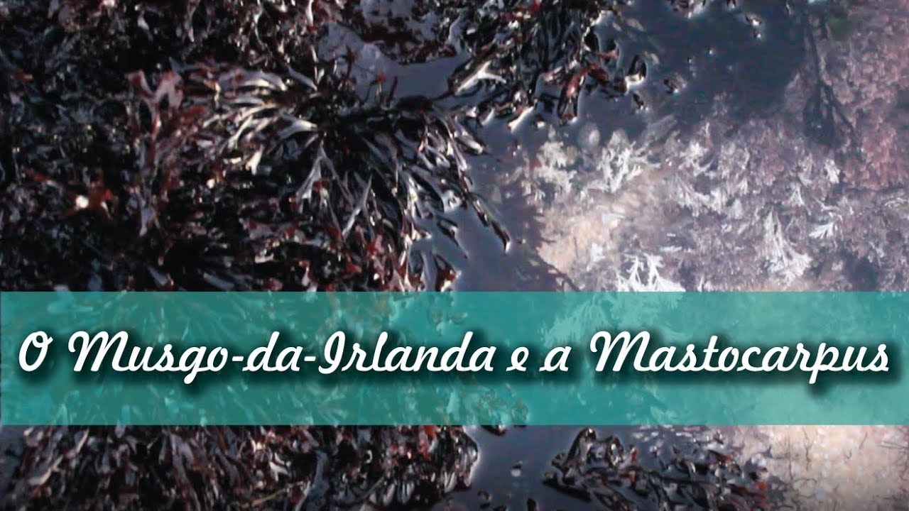 Como cozinhar com o Musgo-da-Irlanda e a Mastocarpus