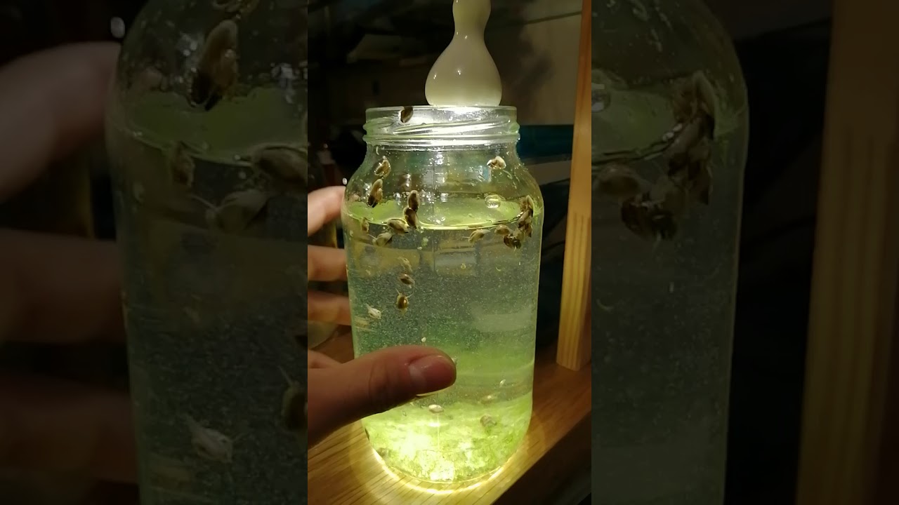 Bladder snail colony in a jar