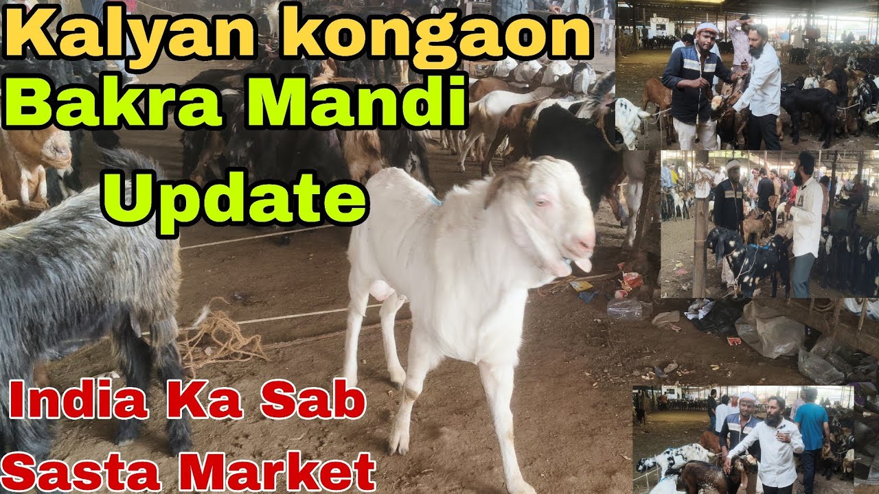 Kalyan kongaon Bakra Mandi Update| India Ka Sab Se Sasta Goats Market #youtubevideo #viralvideo 