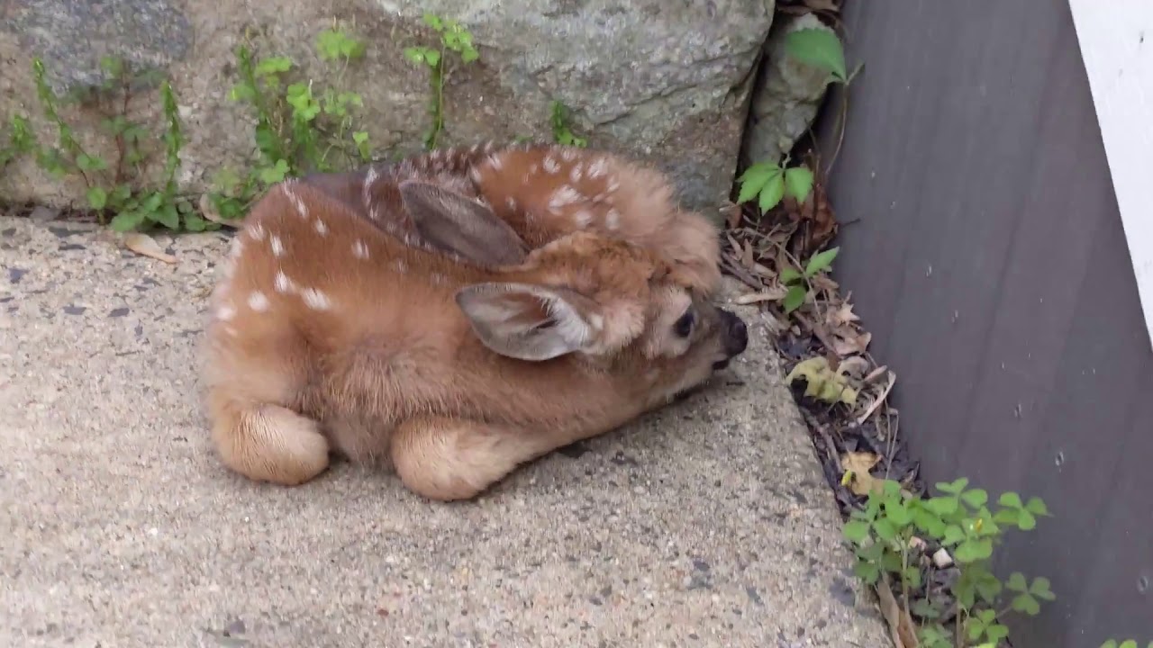 Helped a little fawn back to its mother