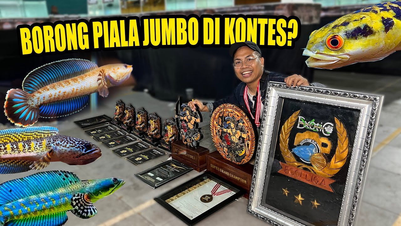 GILA!!! DAPAT SUPER GRAND CHAMPION DIKONTES CHANNA KELAS NERAKA?