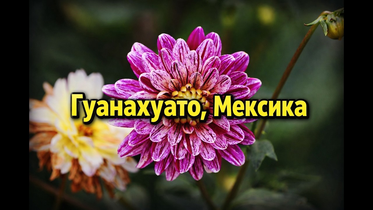 Гуанахуато, Мексика — лучшие места и скрытые улочки