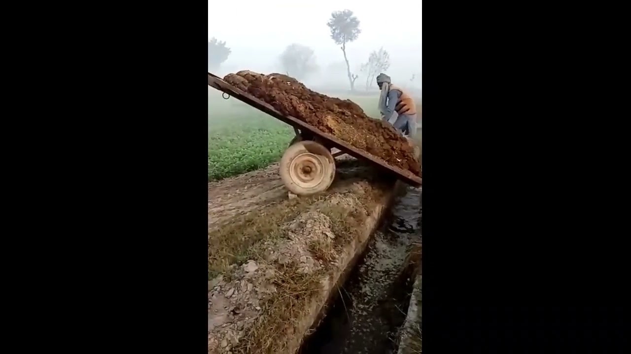animal manure| animal manure as fertilizer|animal animal manure as organic fertilizer|fertilzer
