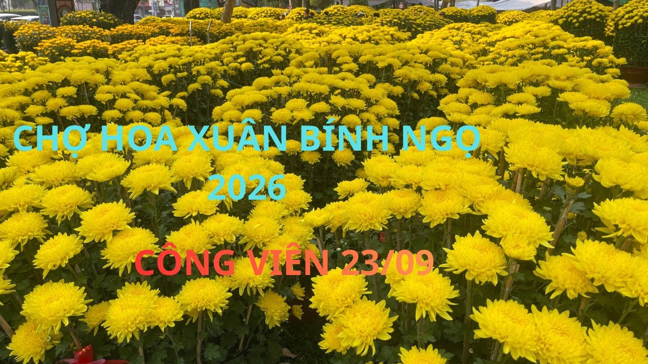 Chợ hoa Tết công viên 23/09 rực rỡ nhiều người mua hoa Tết sớm 