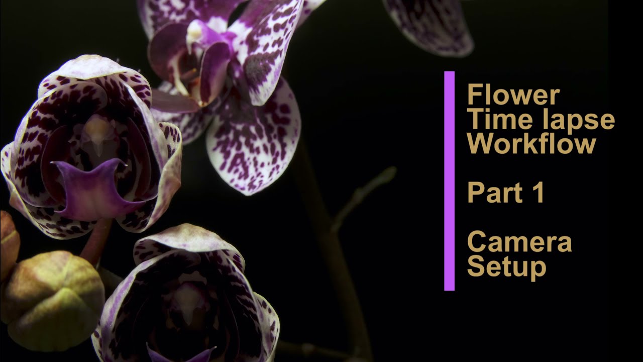 Flower time lapse - workflow tutorial