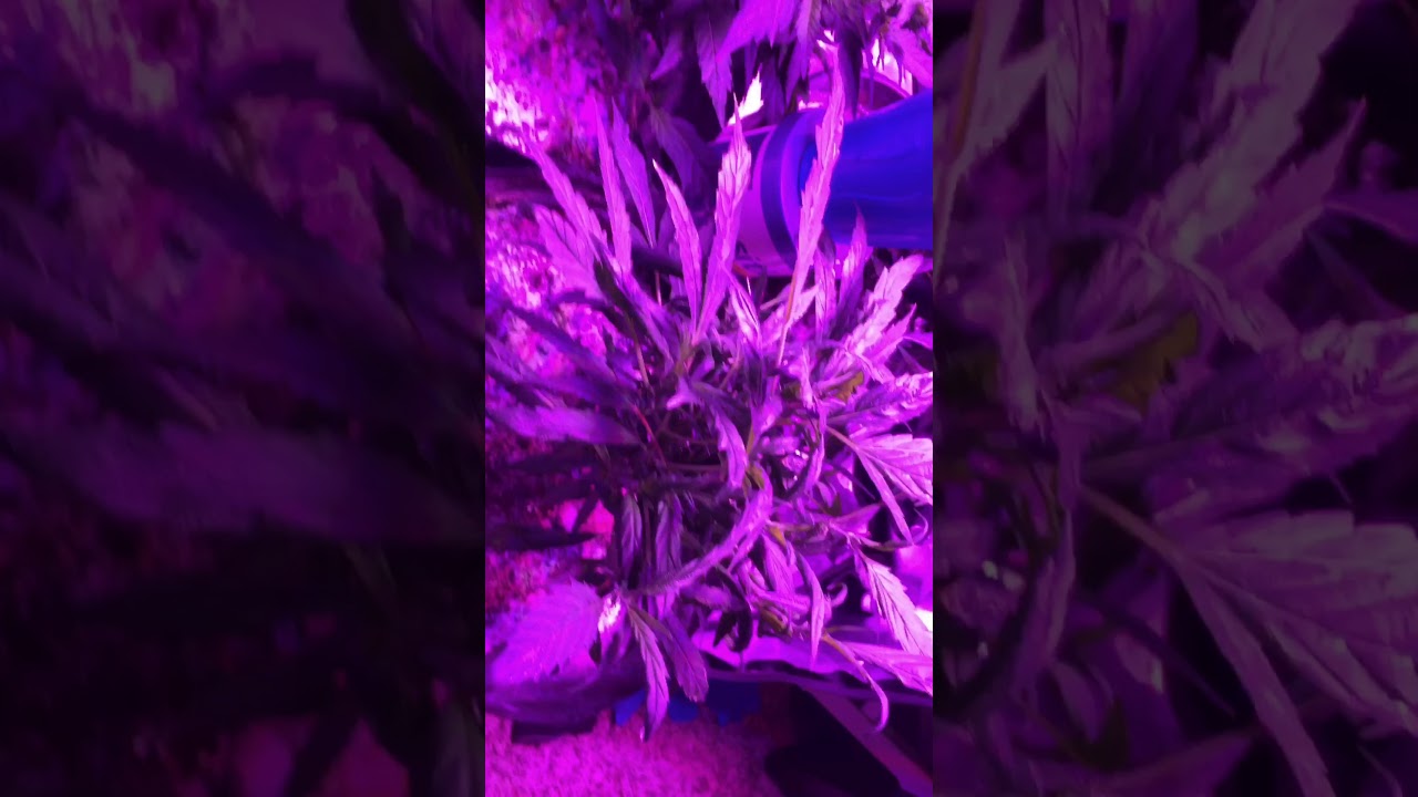 Wakyme 600w blurpurple for my 7of9 monster crop