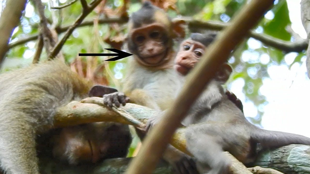 OMG! Baby Tobai & Alba Playing Hard  Near Their Moms,Alba Better &Stronger Than Before