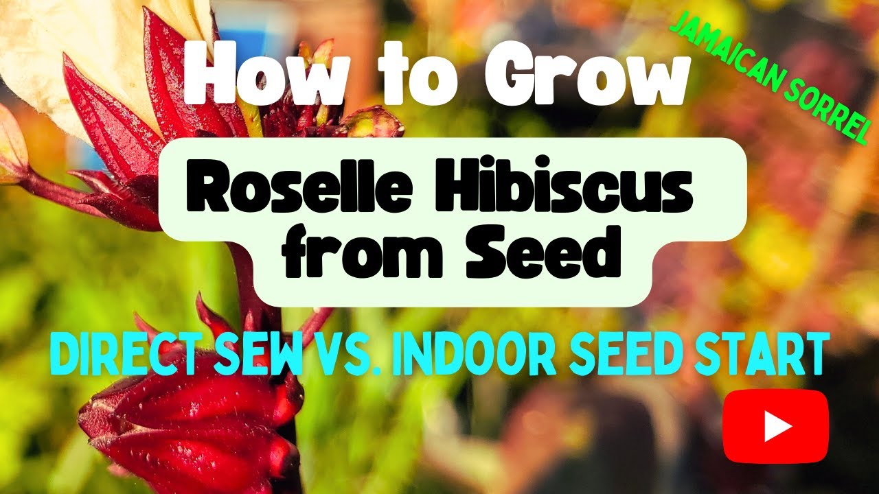 Growing Roselle Hibiscus from Seed - Hibiscus Sabdariffa aka Jamaican Sorrel