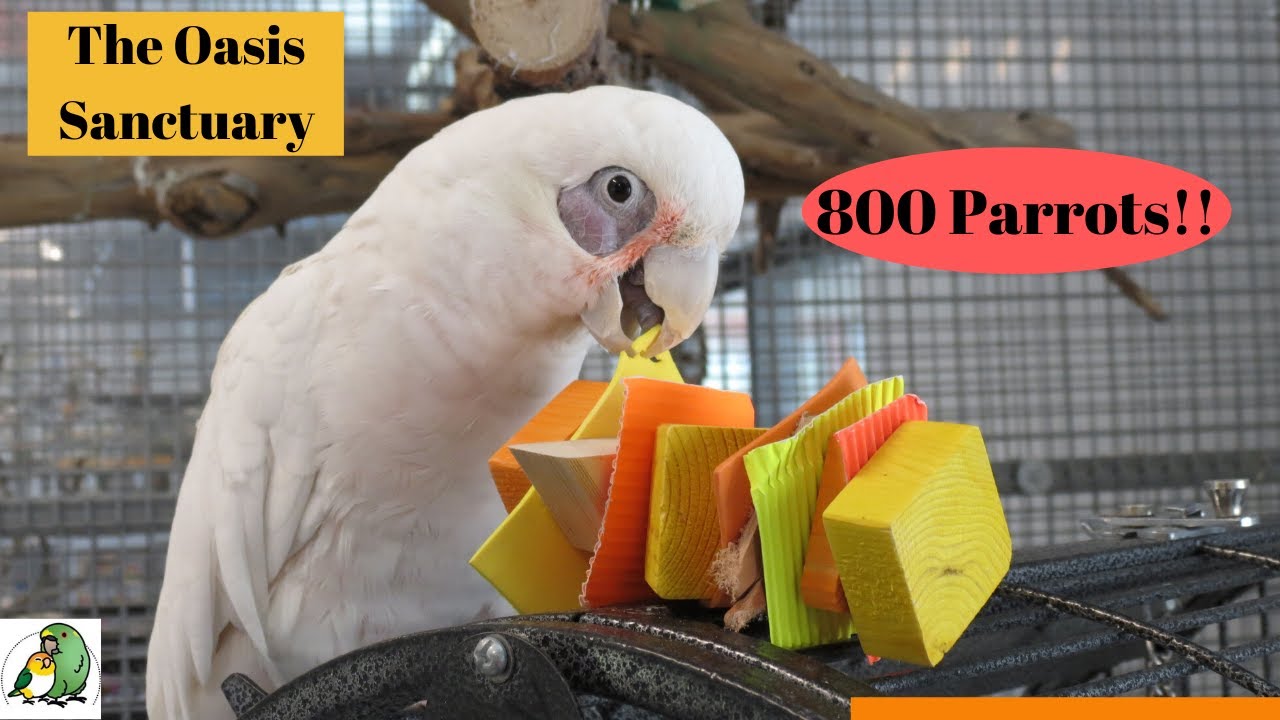 ONE OF THE LARGEST PARROT  SANCTUARIES IN THE WORLD Receives Bird Toys | The Oasis Sanctuary