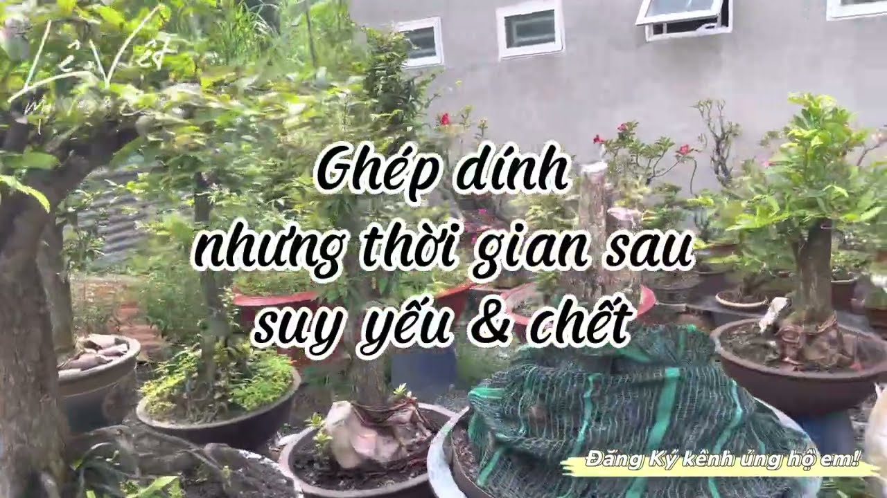 Các Nguyên Nhân làm cho Bo Ghép đã sống nhưng suy từ từ & chết