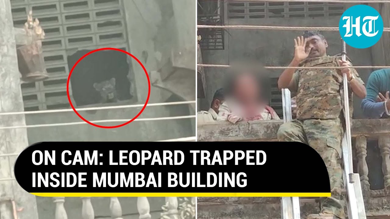 Leopard enters Mumbai building, gets trapped; Drones locate wild big cat | Happening Now