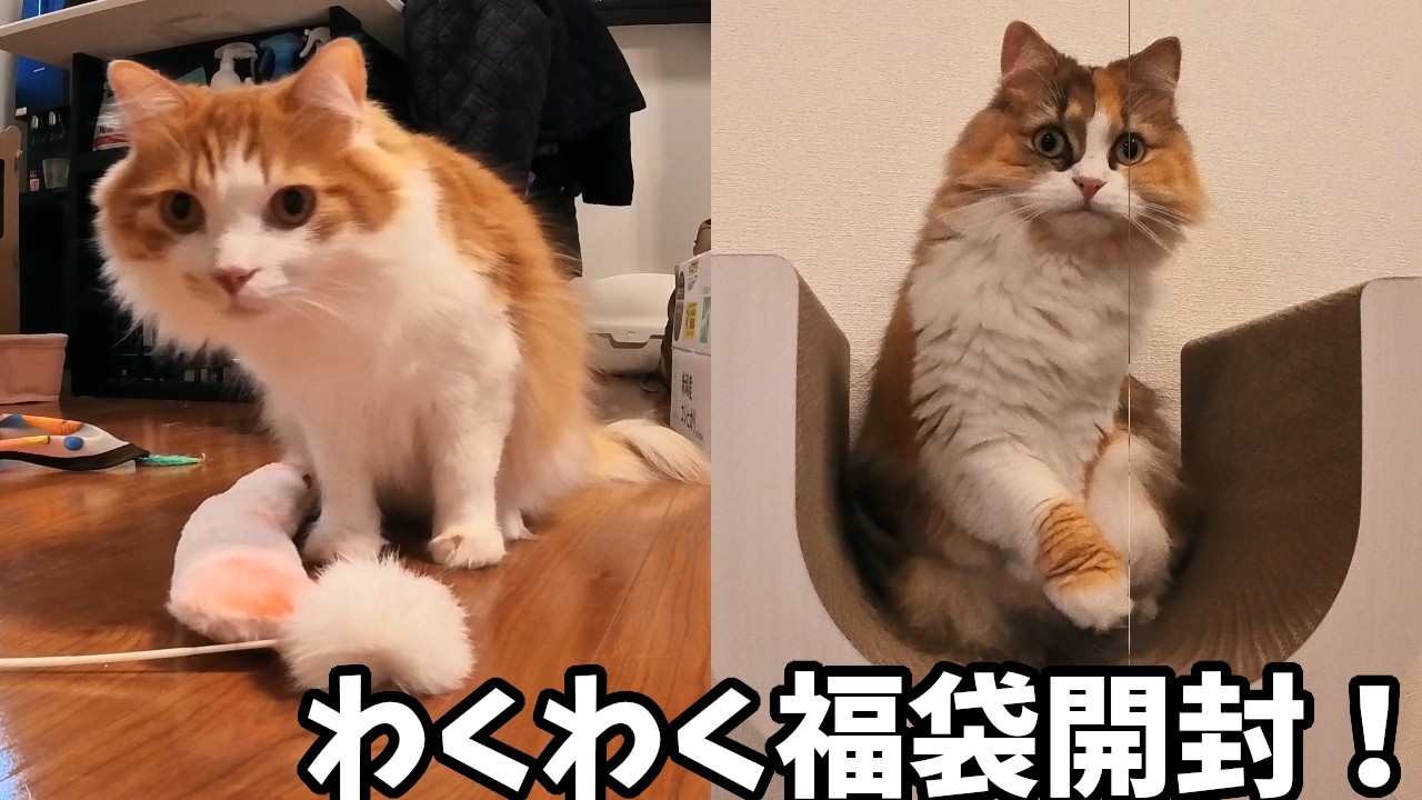 猫用の福袋を開けたらお祭り騒ぎで可愛すぎました