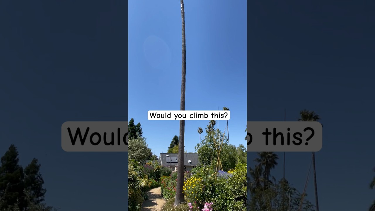 One of the tallest palm trees I&rsquo;ve seen on a private residence. #tree