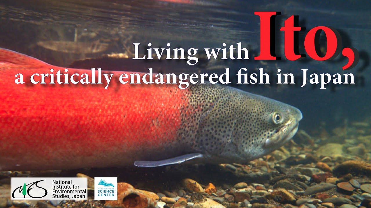 Living with Ito, a critically endangered fish in Japan